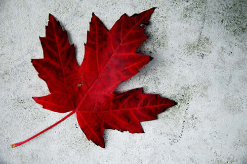 Cool+canada+day+pics